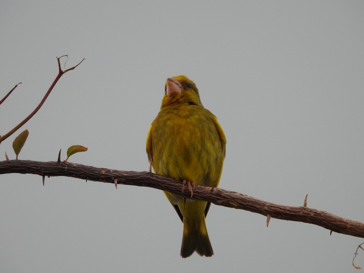 European Greenfinch - ML608817099