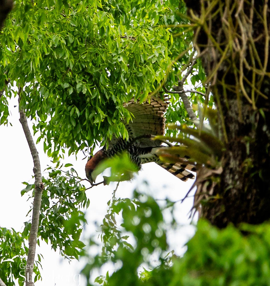 Ornate Hawk-Eagle - George Strozberg