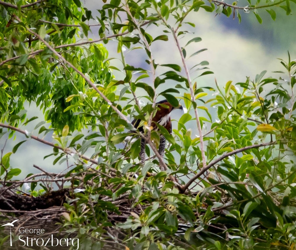 Ornate Hawk-Eagle - ML608817103