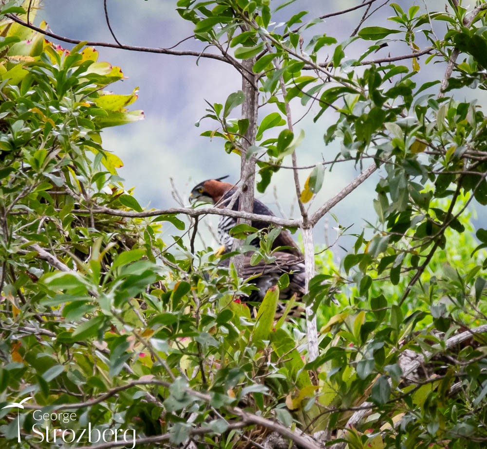 Ornate Hawk-Eagle - George Strozberg