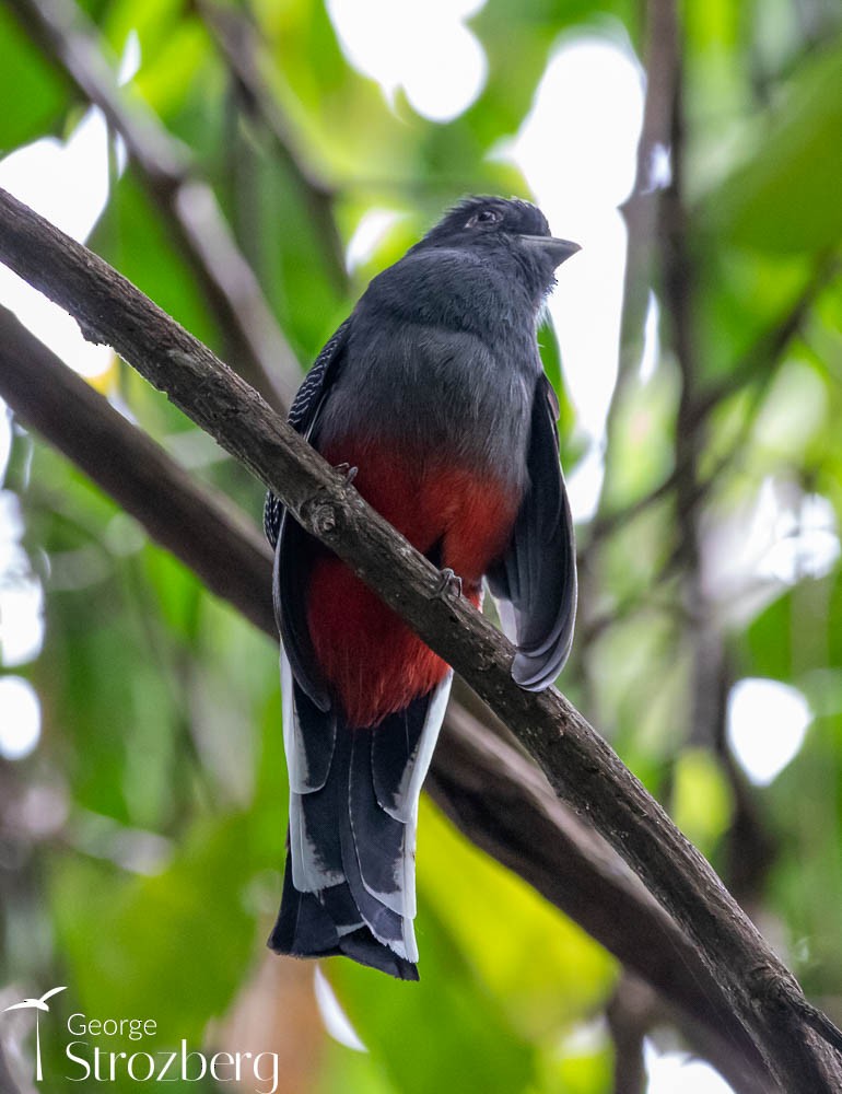 Surucua Trogon - George Strozberg