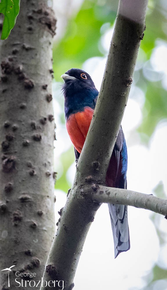 Surucua Trogon - George Strozberg