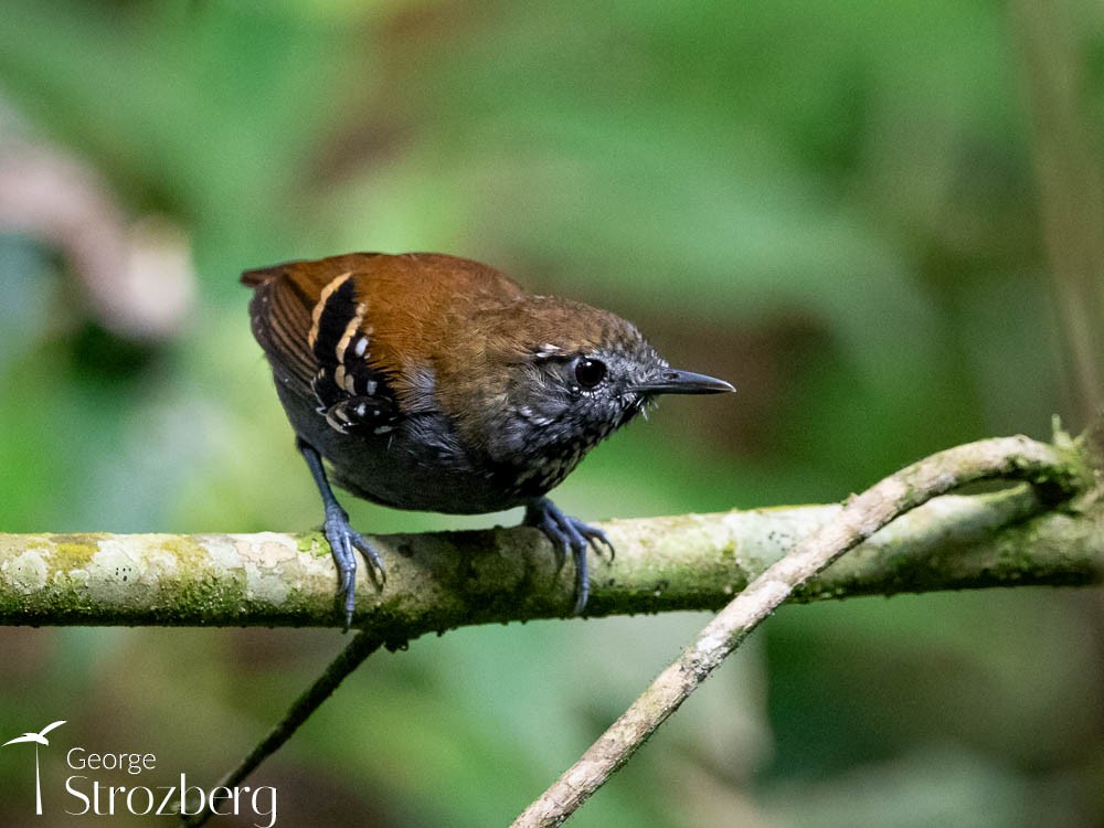 Star-throated Antwren - George Strozberg