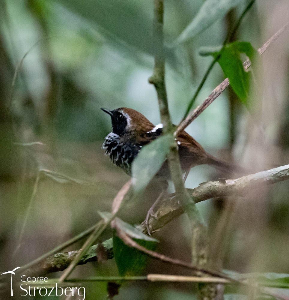 Squamate Antbird - George Strozberg