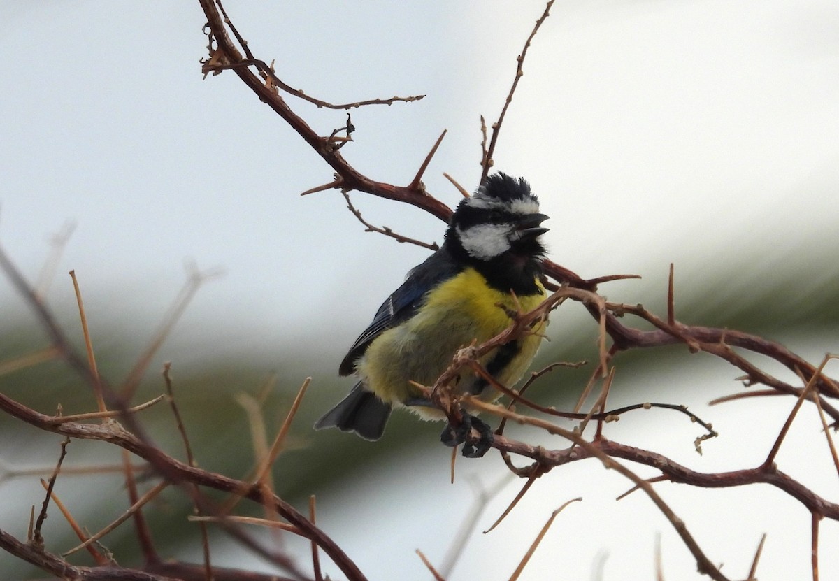 African Blue Tit - ML608817149