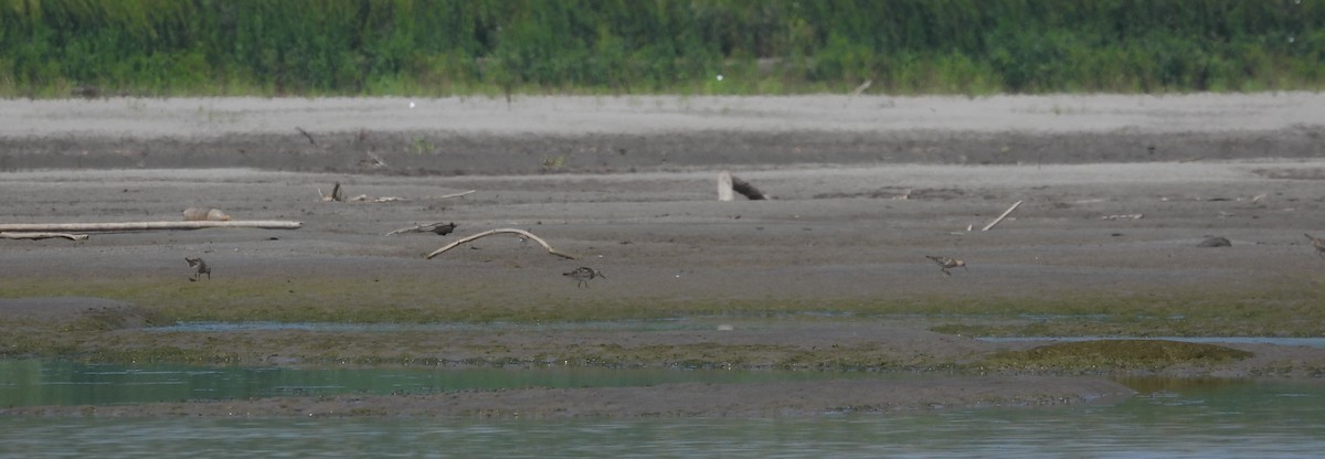 Buff-breasted Sandpiper - ML608817153