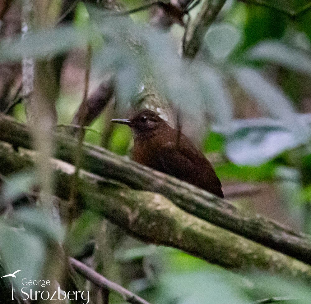 Rufous-breasted Leaftosser (Rufous-breasted) - George Strozberg