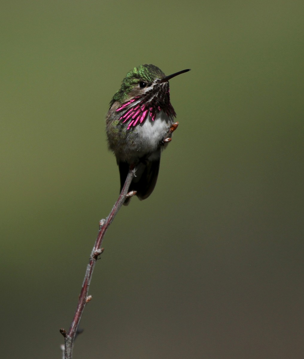 Calliope Hummingbird - ML608817169