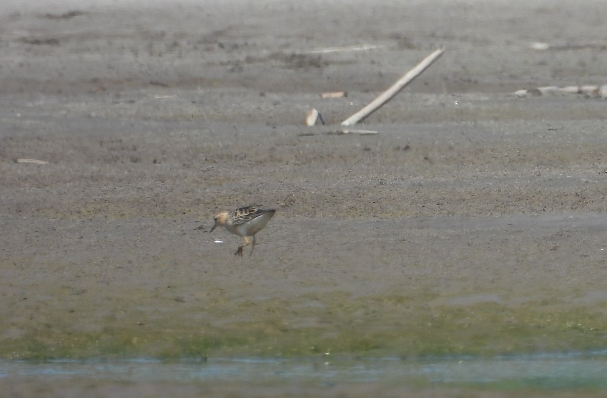 Buff-breasted Sandpiper - Fernando Angulo - CORBIDI