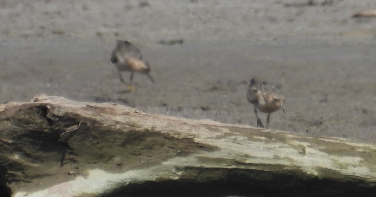 Buff-breasted Sandpiper - ML608817184