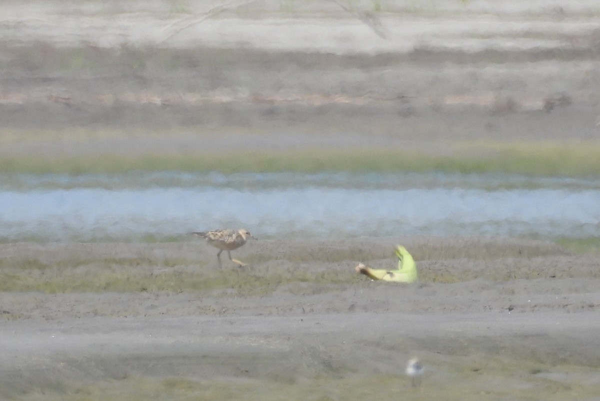 Buff-breasted Sandpiper - ML608817193