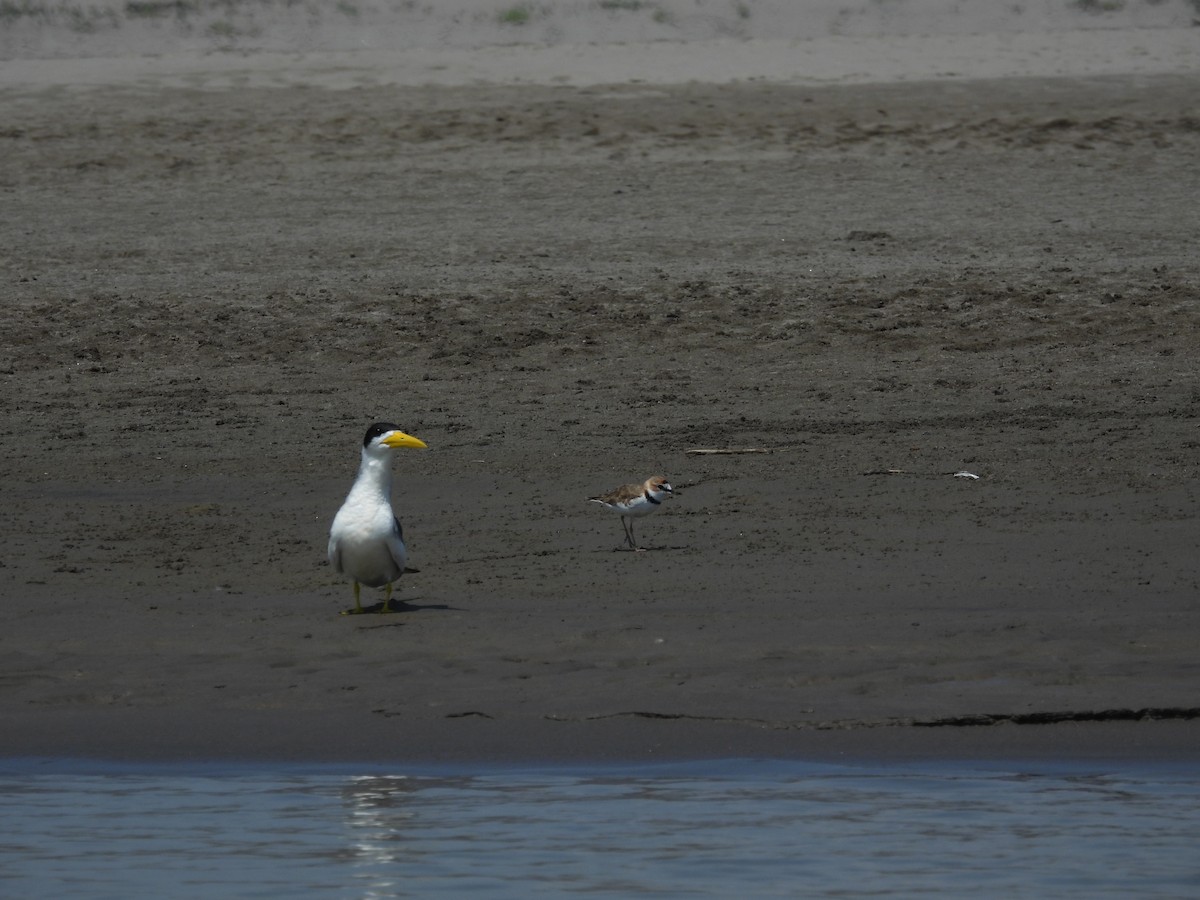 Yellow-billed Tern - ML608817202