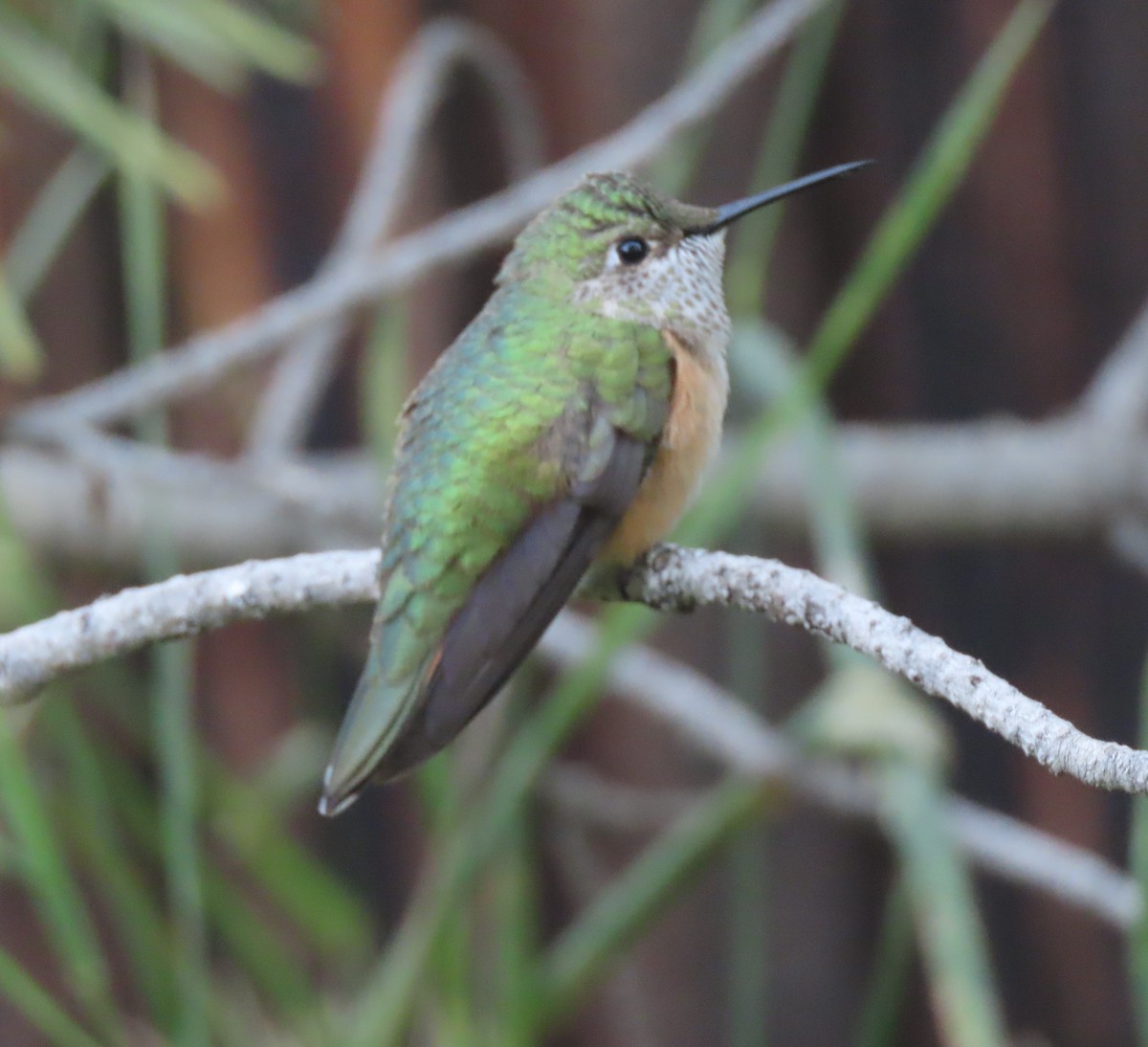 Calliope Hummingbird - ML608817411