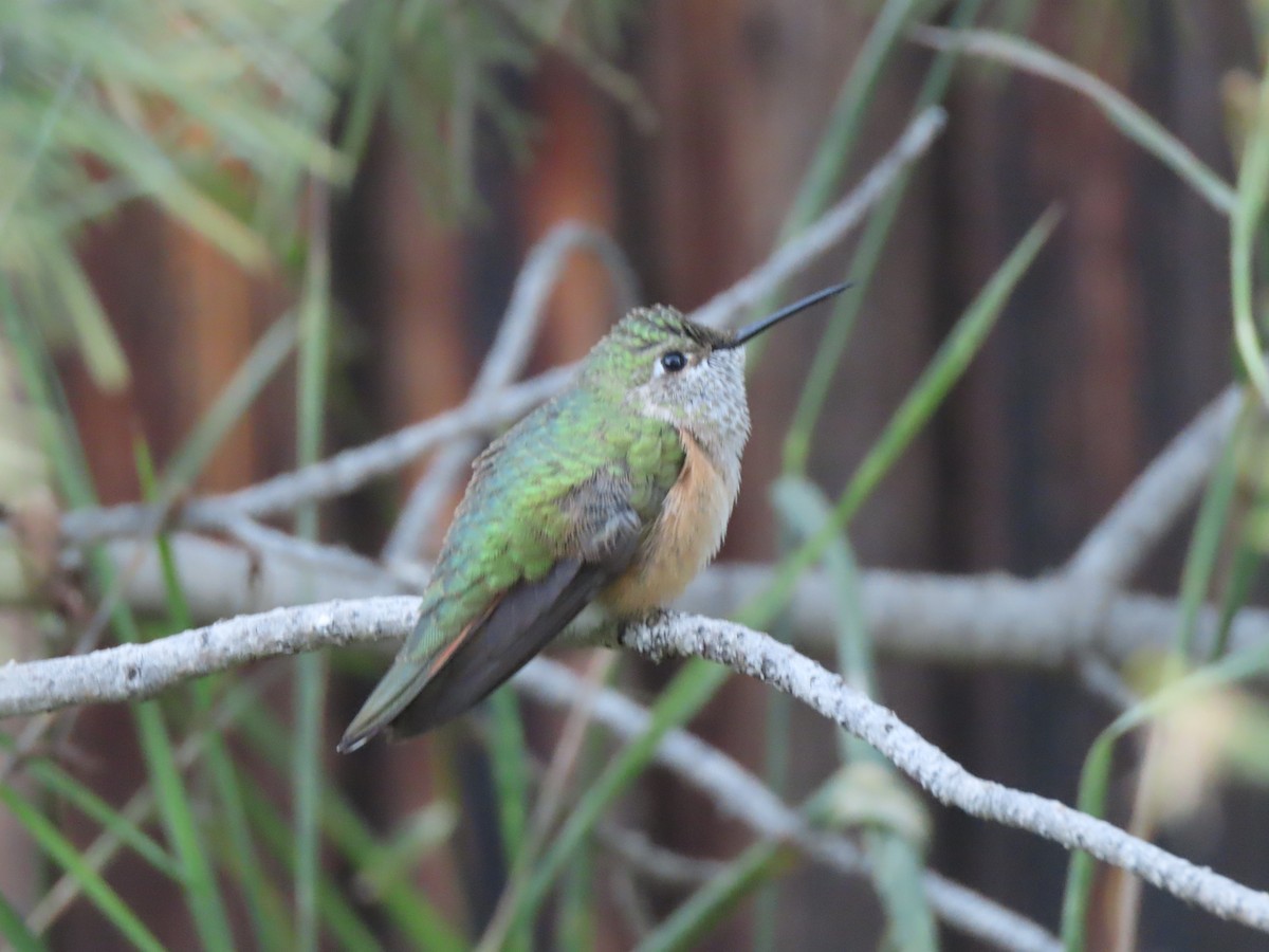 Calliope Hummingbird - ML608817412