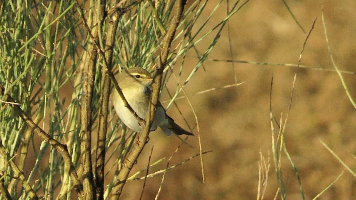 Iberian Chiffchaff - ML608817459