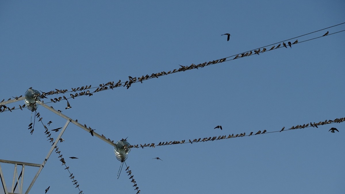 Bank Swallow - ML608817462