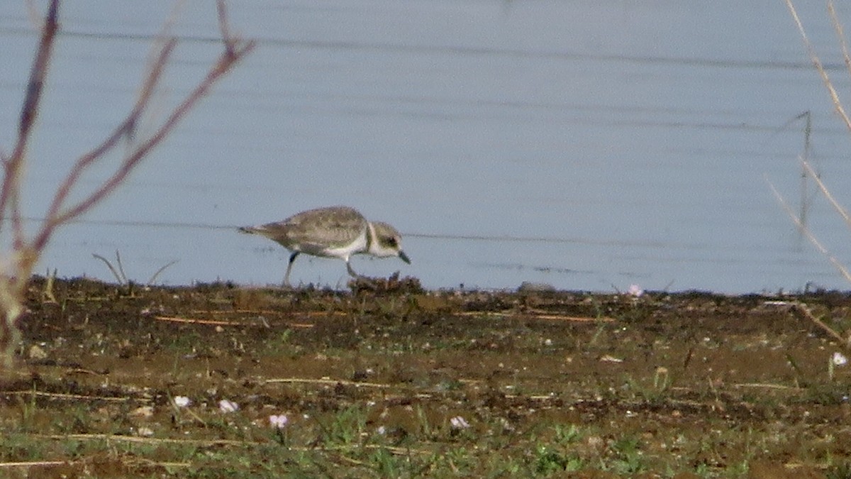 Kentish Plover - ML608817470