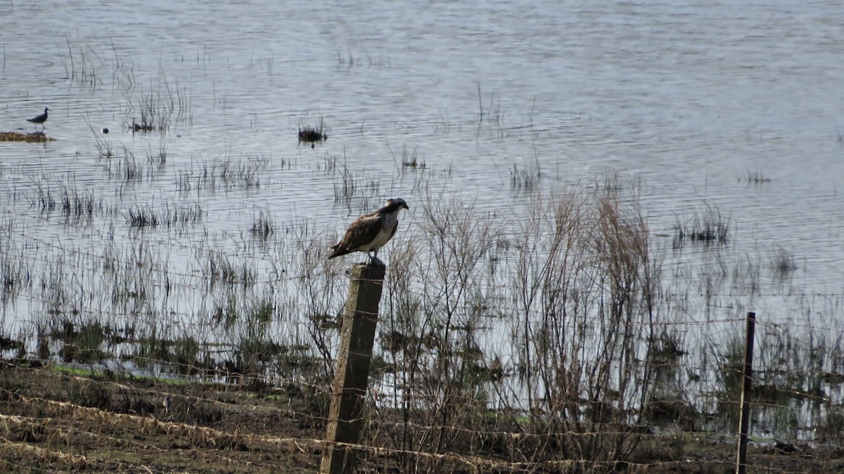 Osprey - ML608817473