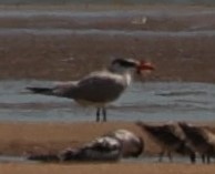 Caspian Tern - ML608817482