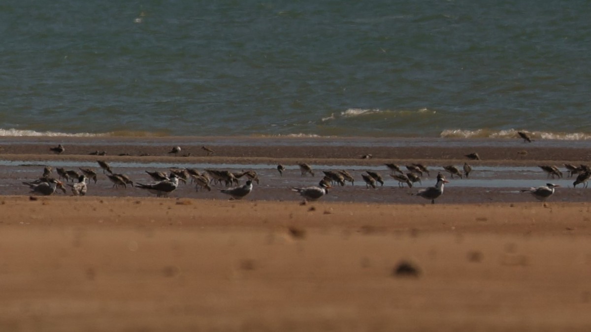 Lesser Crested Tern - ML608817485