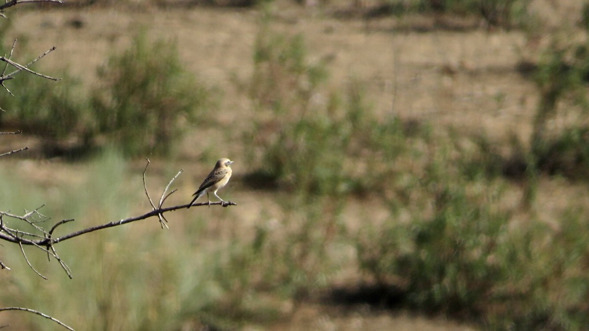 Western Black-eared Wheatear - ML608817488