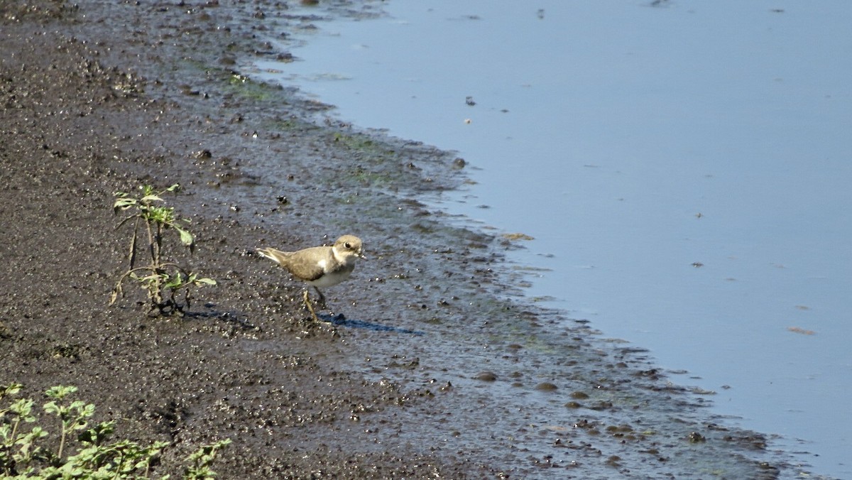 Little Ringed Plover - ML608817497
