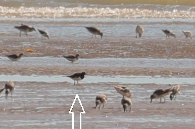 Ruddy Turnstone - ML608817498