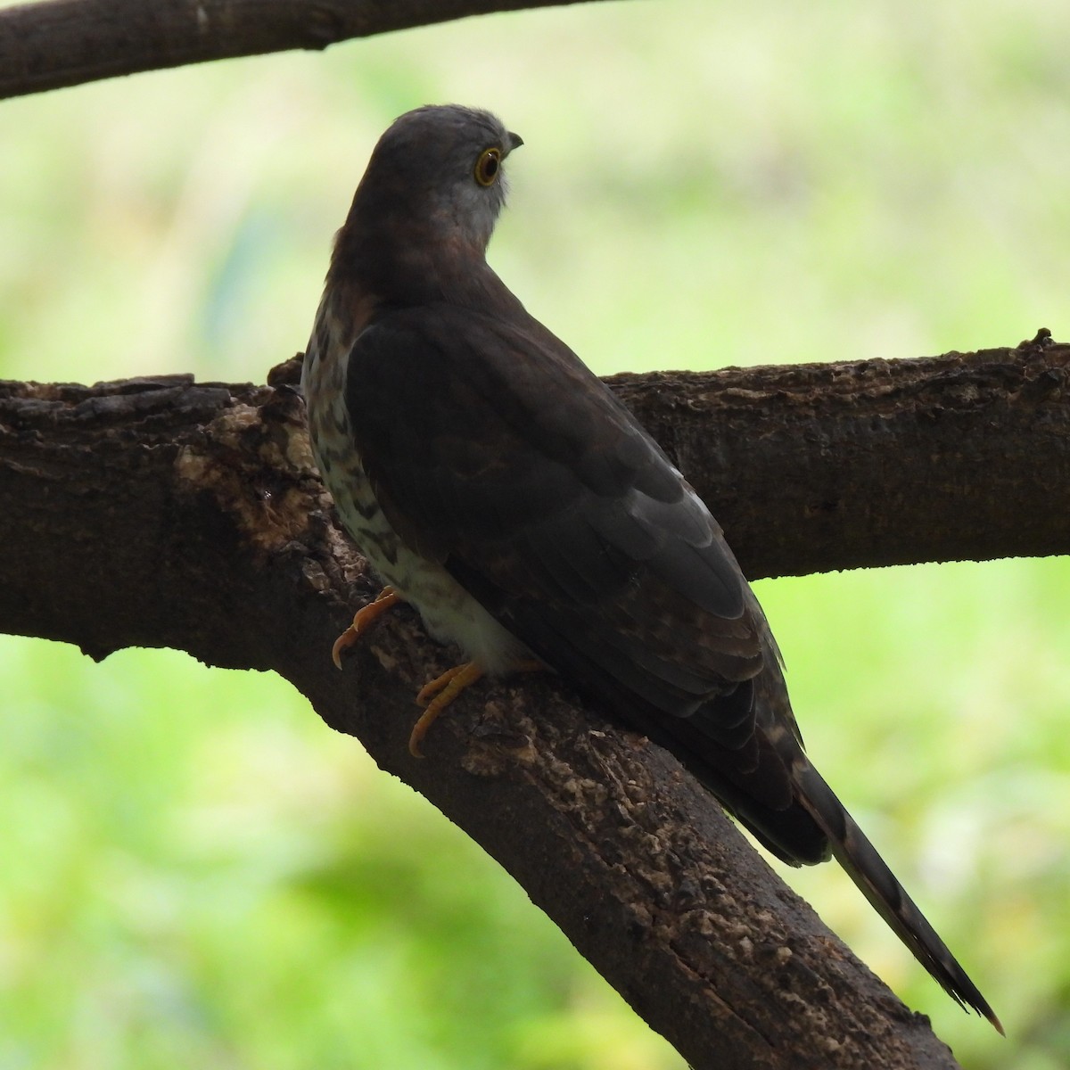 Common Hawk-Cuckoo - ML608817624