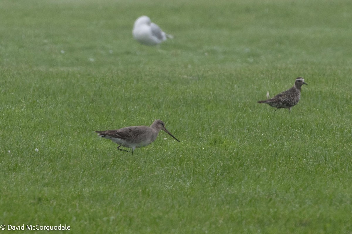 Hudsonian Godwit - David McCorquodale