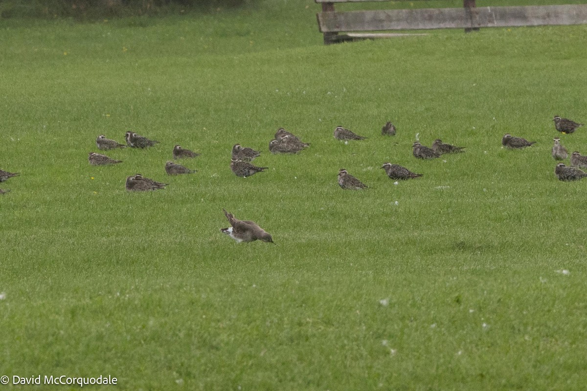 Hudsonian Godwit - ML608817633