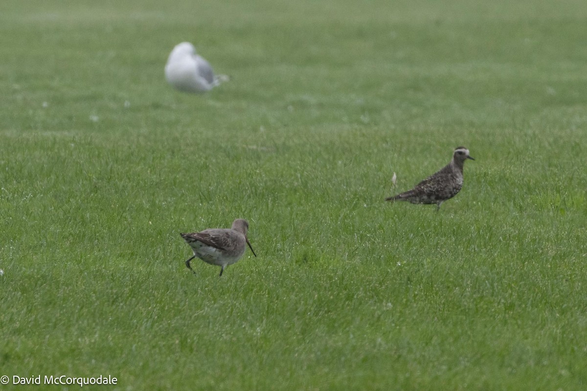 Hudsonian Godwit - ML608817635