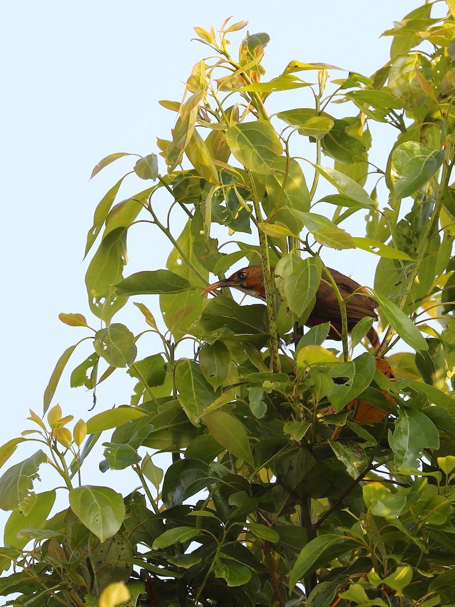 Black-streaked Scimitar-Babbler - ML608817702