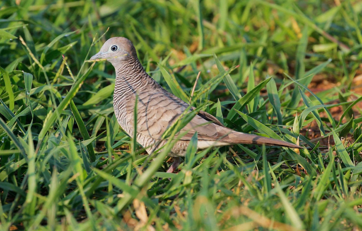 Zebra Dove - ML60881771