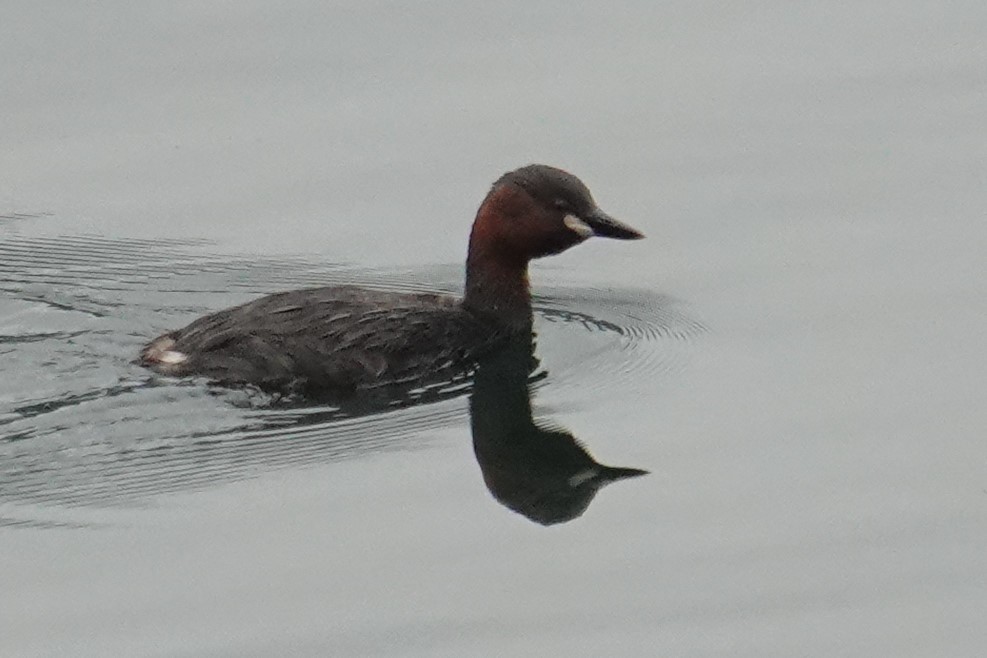 Little Grebe (Tricolored) - ML608817759