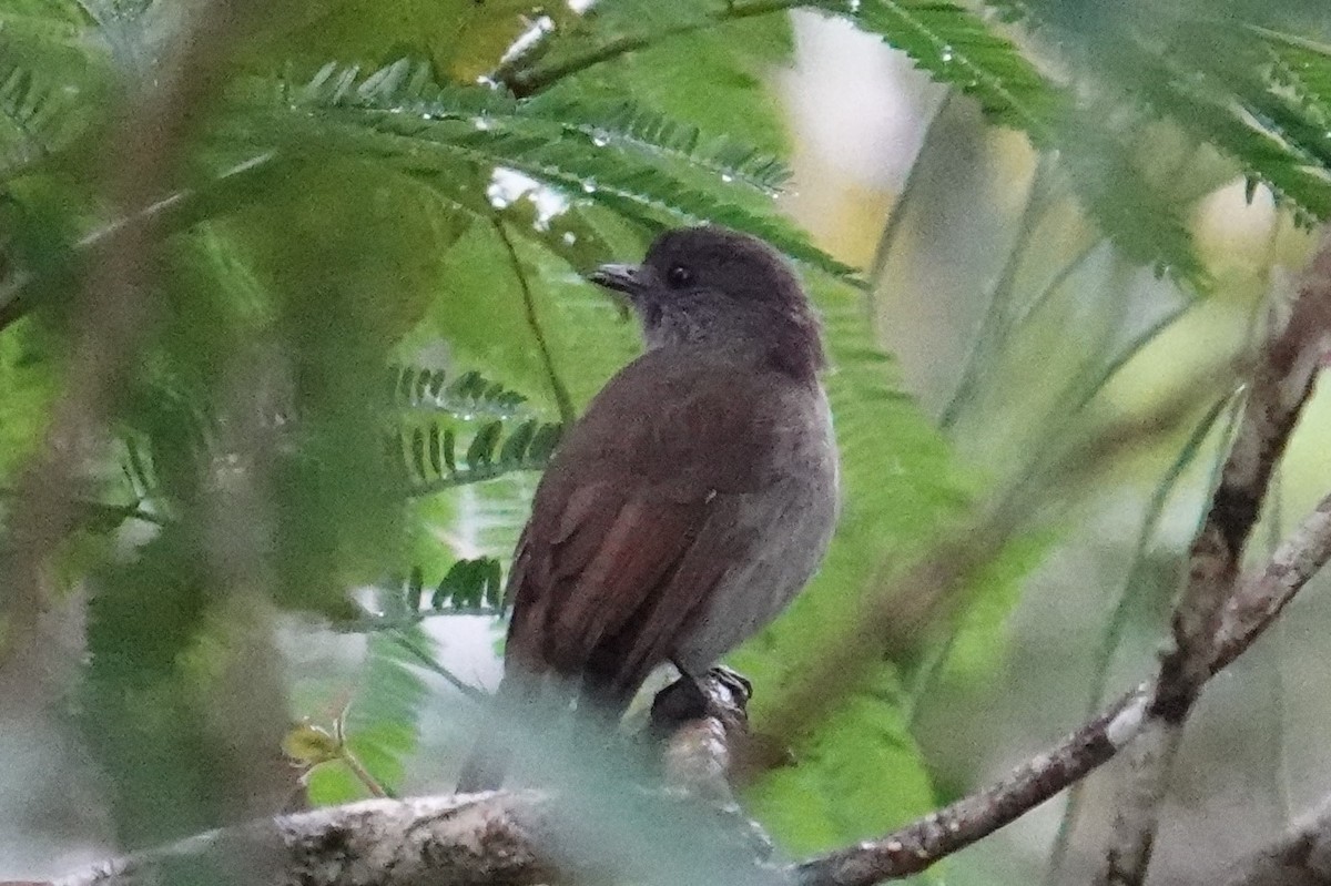 Flores Jungle Flycatcher - ML608817776