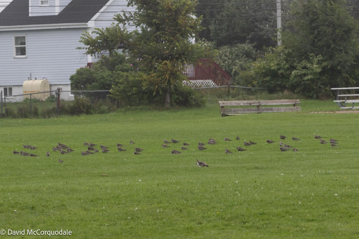 Hudsonian Godwit - David McCorquodale