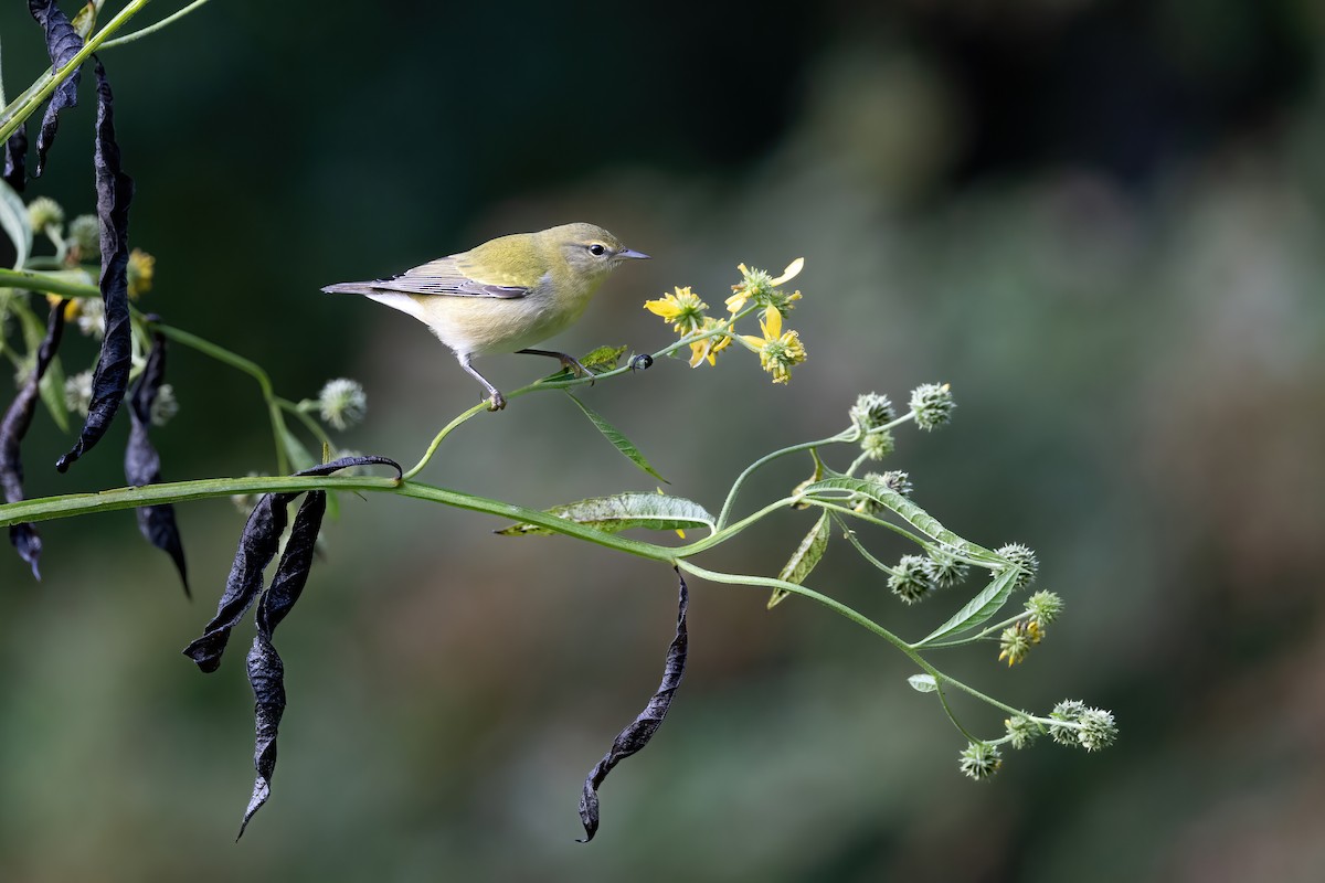 Tennessee Warbler - ML608817836