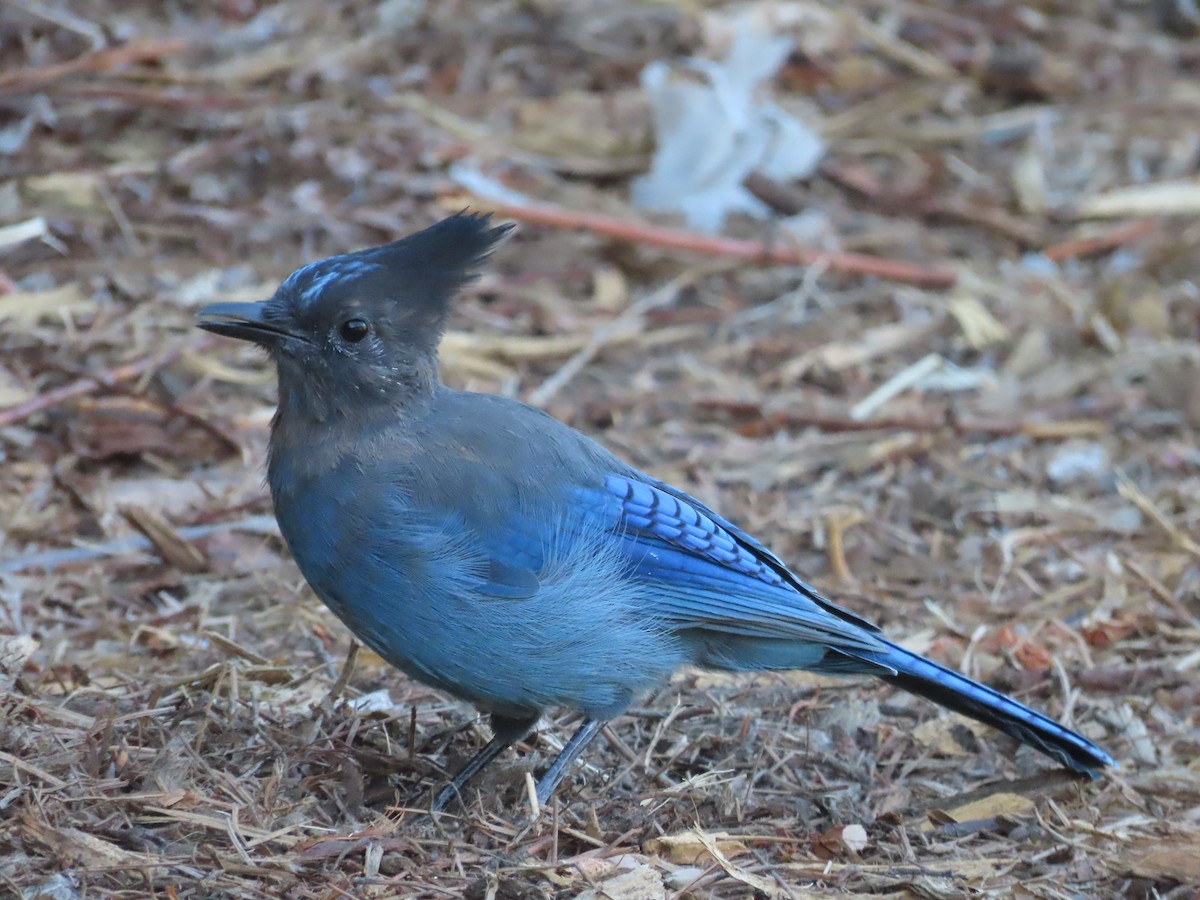 Steller's Jay - ML608817906