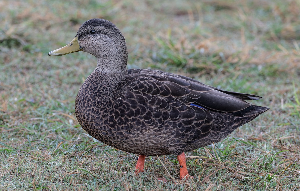 American Black Duck - ML608817949