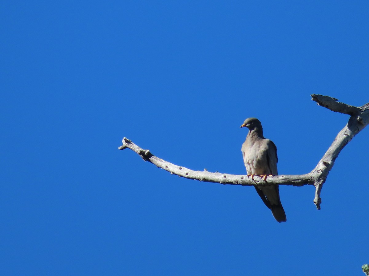 Band-tailed Pigeon - ML608817965
