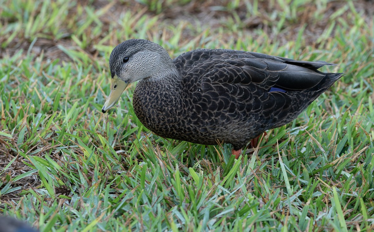 American Black Duck - ML608817972