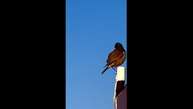 Capped Wheatear - ML608818010