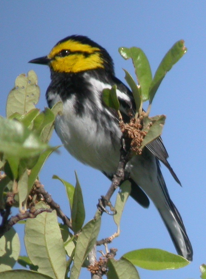 Golden-cheeked Warbler - ML608818029