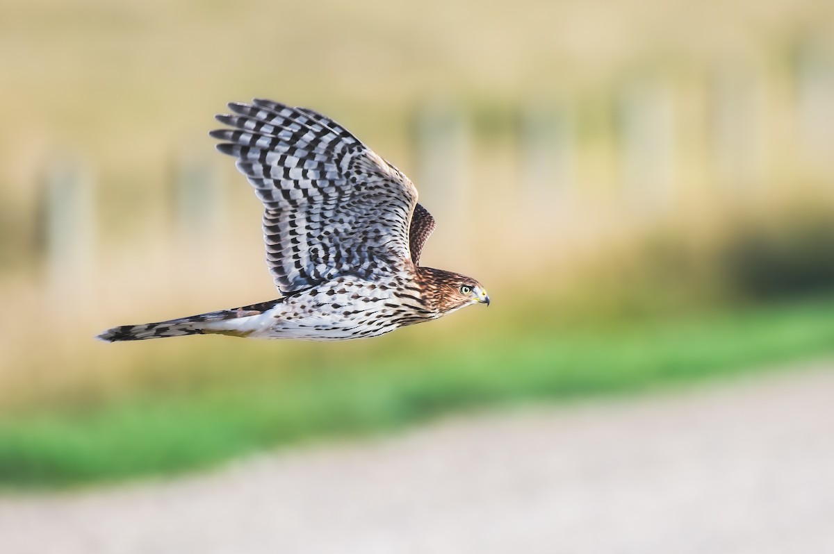 Cooper's Hawk - ML608818143