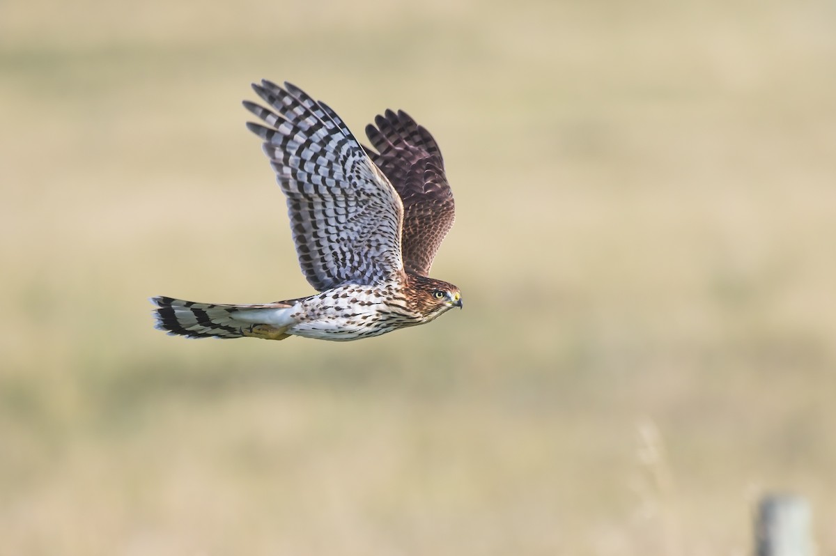 Cooper's Hawk - ML608818144