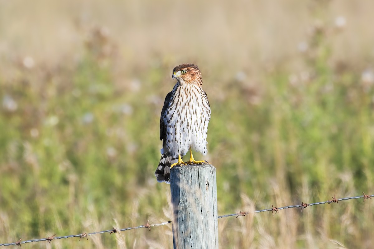 Cooper's Hawk - ML608818145