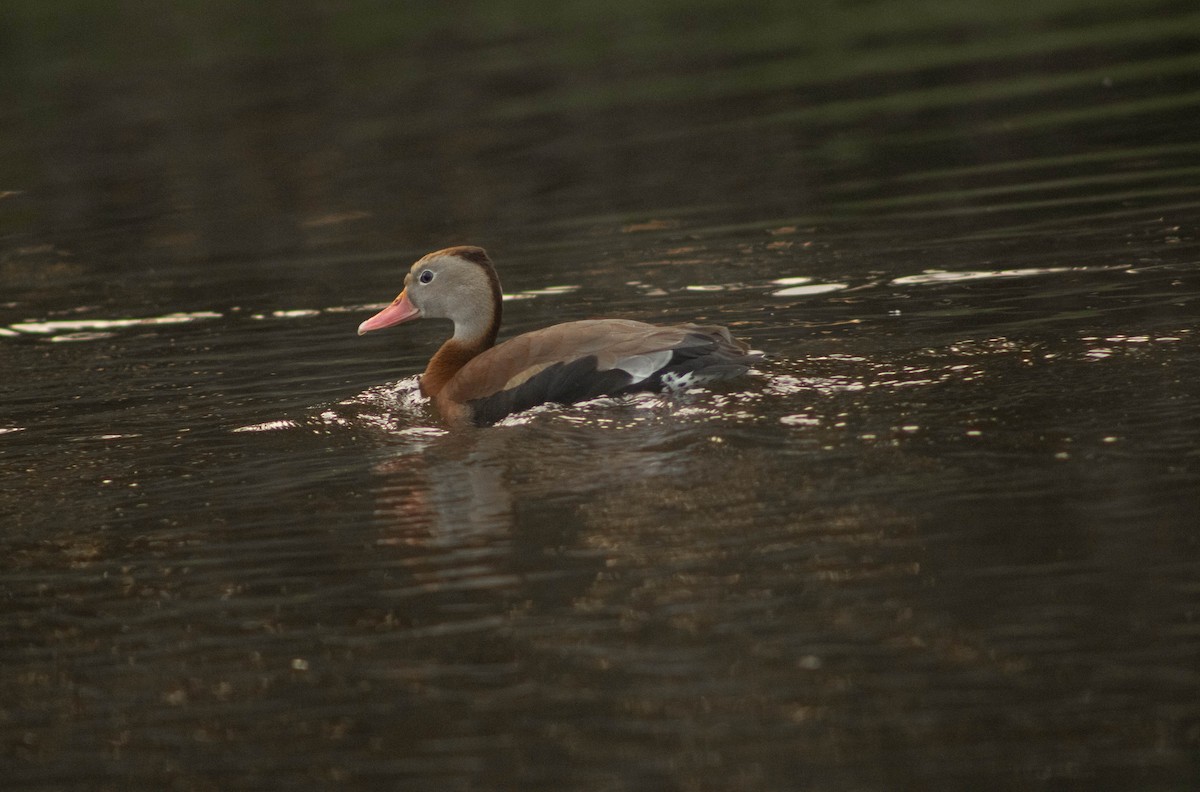 Black-bellied Whistling-Duck - ML608818187