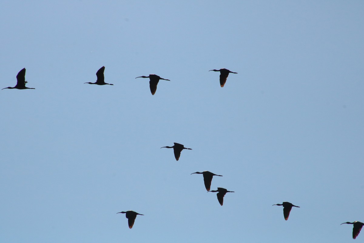 ibis hnědý - ML608818245