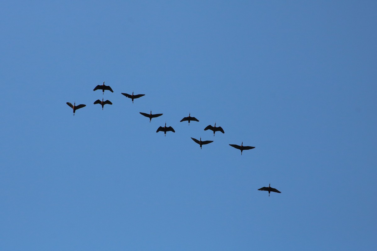 ibis hnědý - ML608818246