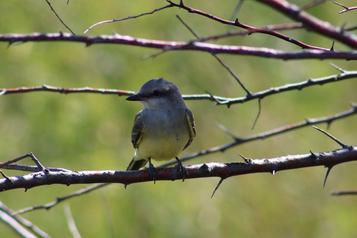 Western Kingbird - ML608818255